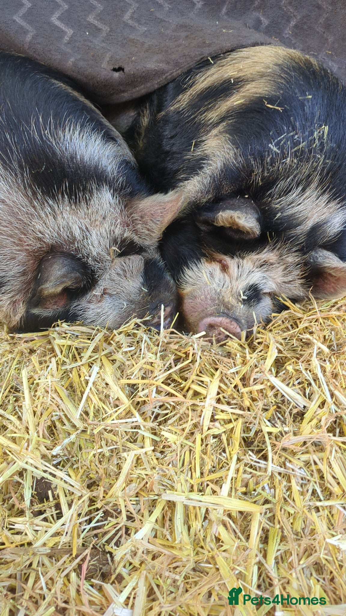 Pig livestock 2 kunekune boys - Advert 6