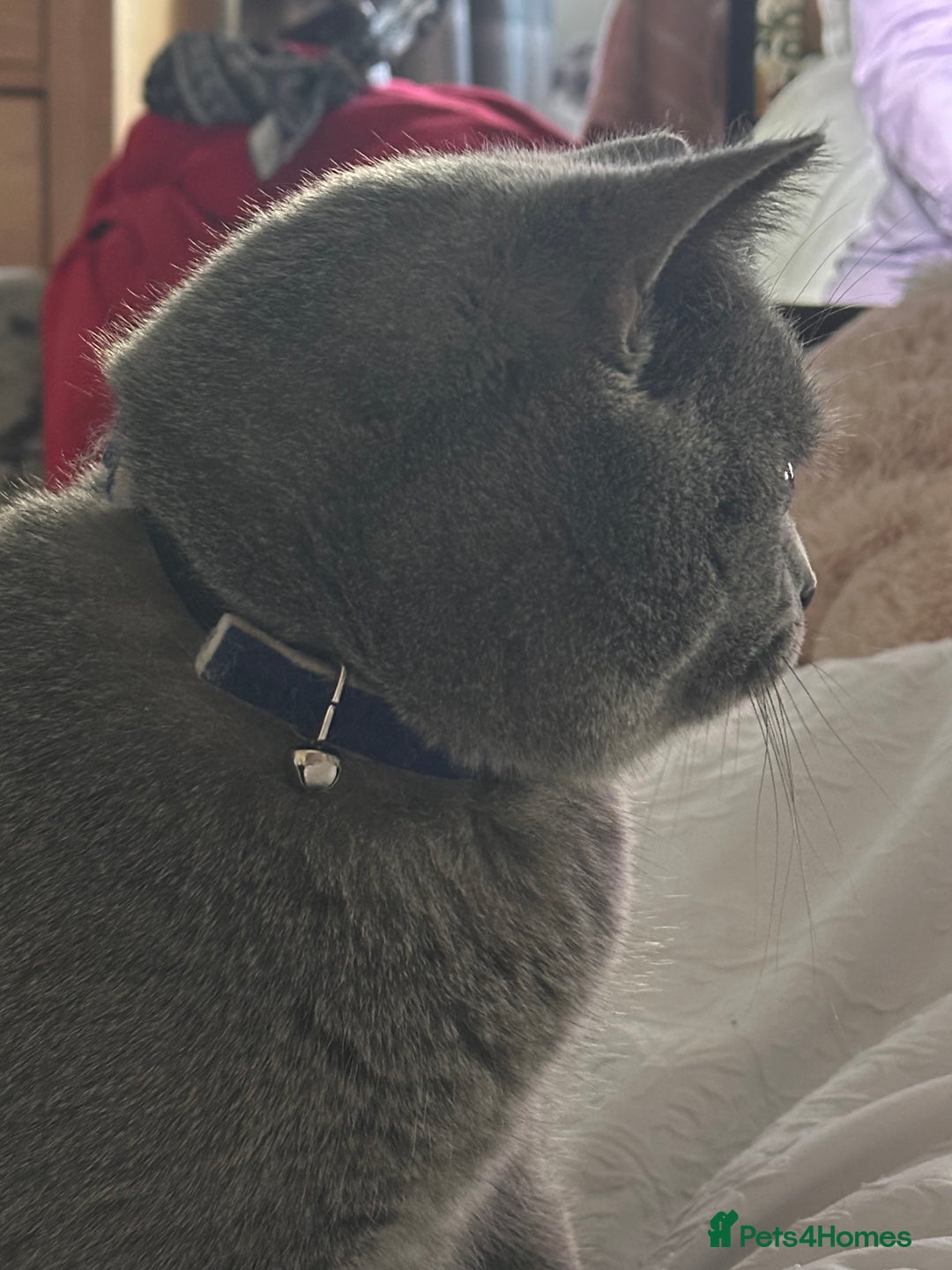 Scottish Fold cats for sale: Adorable Scottish Fold kittens, chocolate & Blue❤️ - Advert 12