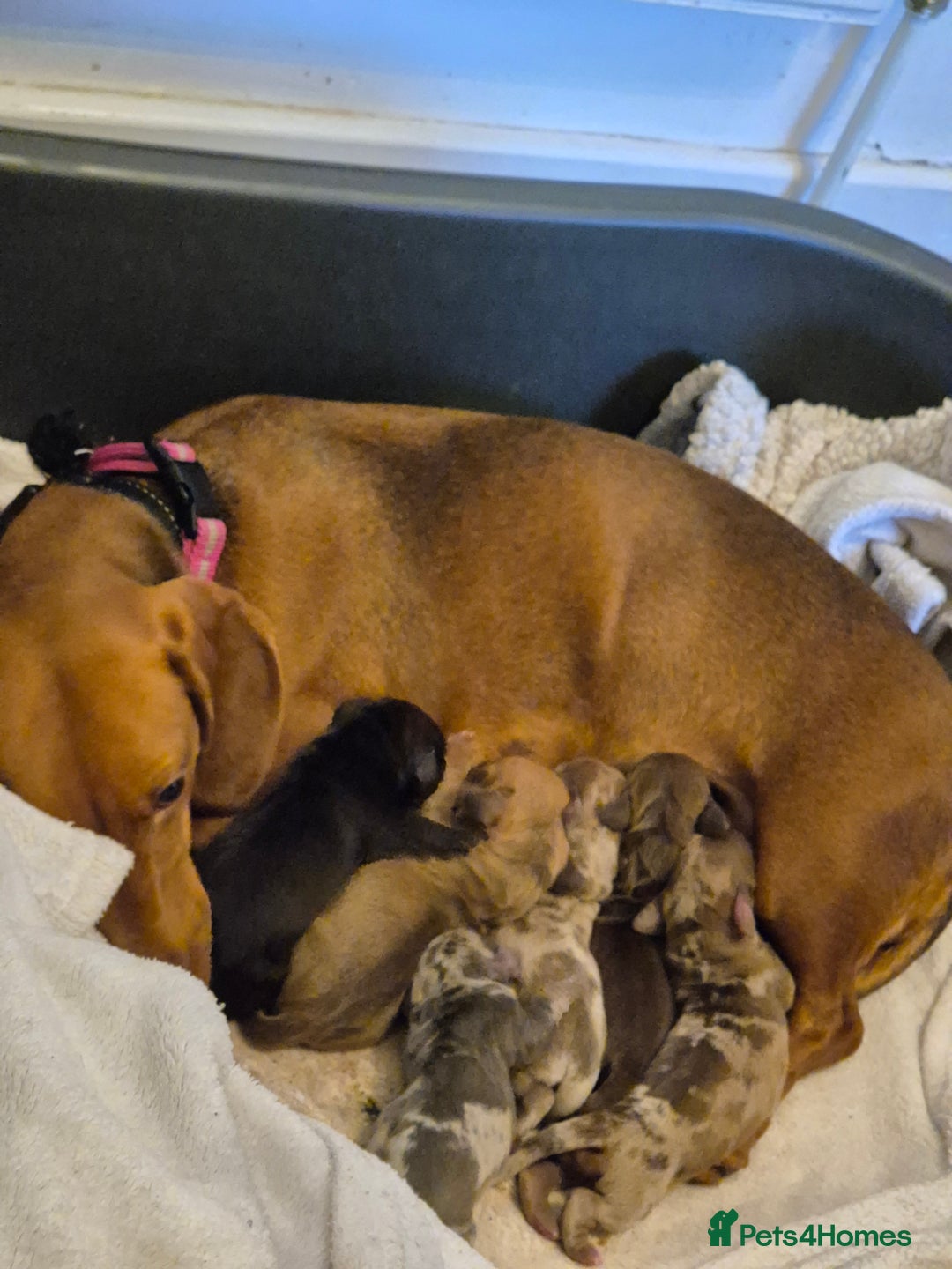 Miniature Dachshund dogs for sale: 🐶 Stunning Miniature Dachshunds ❤️ - Advert 2