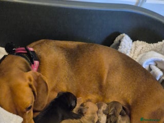 Miniature Dachshund dogs *ALL RESERVED* 🐶 Stunning Miniature Dachshunds ❤️ - Advert 4