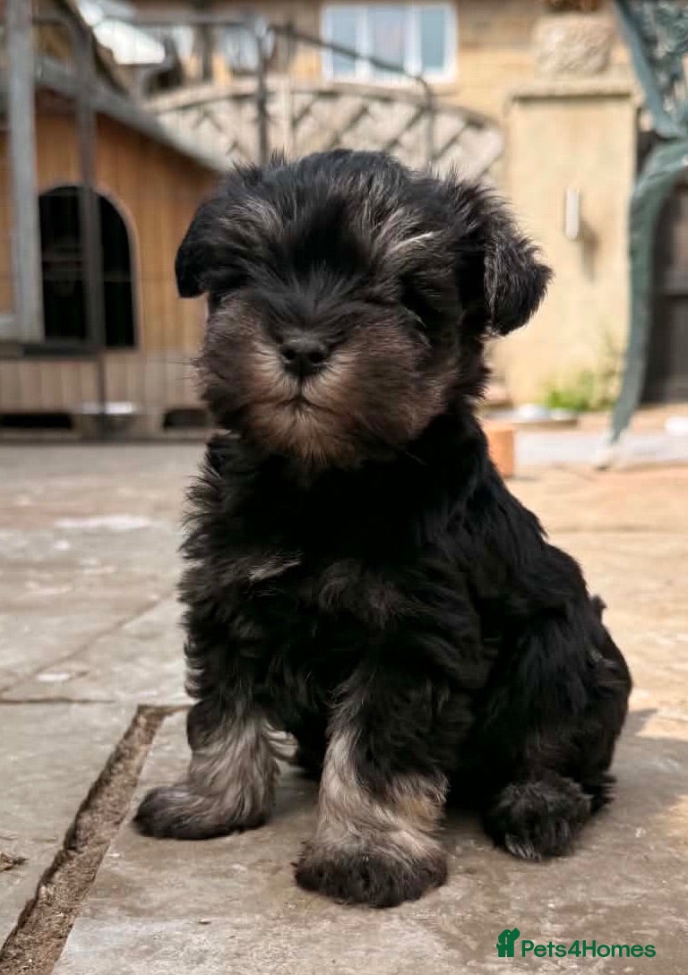 Miniature Schnauzer dogs Stunning KC Reg Mini Schnauzers  - Advert 4