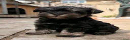 Miniature Schnauzer dogs for sale: Stunning KC Reg Mini Schnauzers  - Advert 1