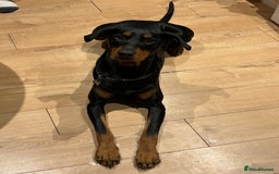 Dobermann dogs for sale: Dobermann male - Image 4