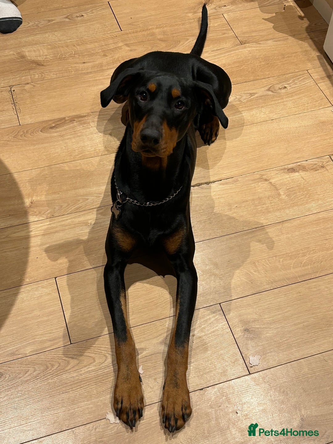 Dobermann dogs for sale: Dobermann male - Image 4