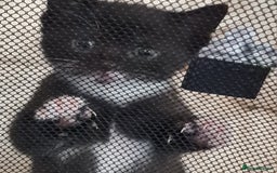 Mixed Breed cats for sale: 2 Beautiful little Boy kittens tabby & black white - Image 12