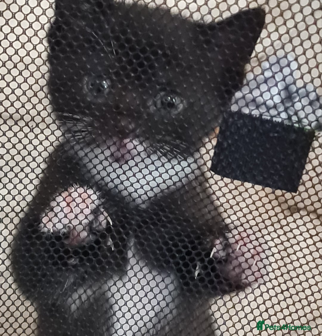 Mixed Breed cats for sale: 2 Beautiful little Boy kittens tabby & black white - Image 12