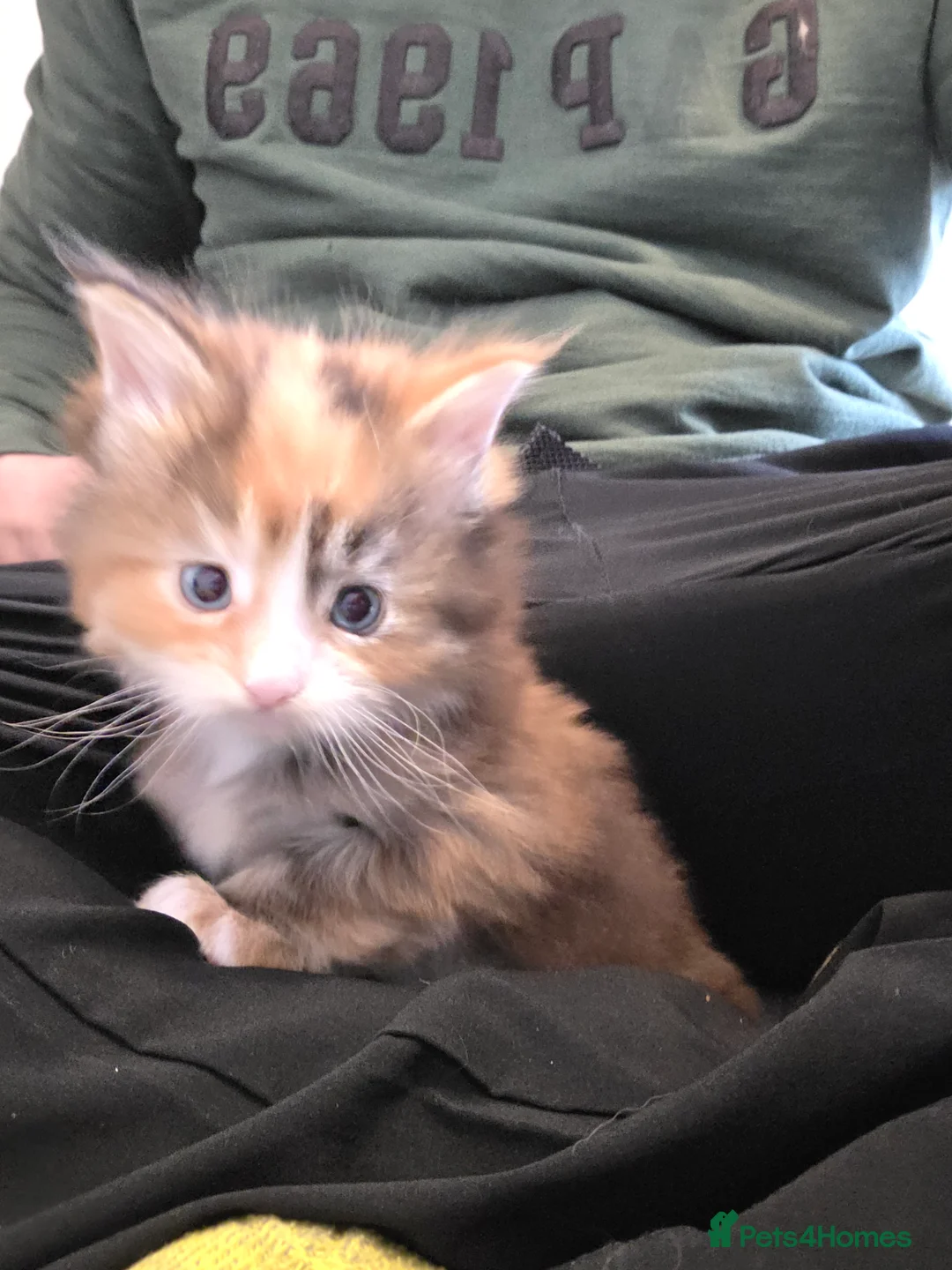 Maine Coon cats for sale: TICA Maine Coon DNA tested (last one left) - Advert 4