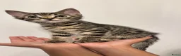 Mixed Breed cats for sale: Tabby Kittens - Advert 3