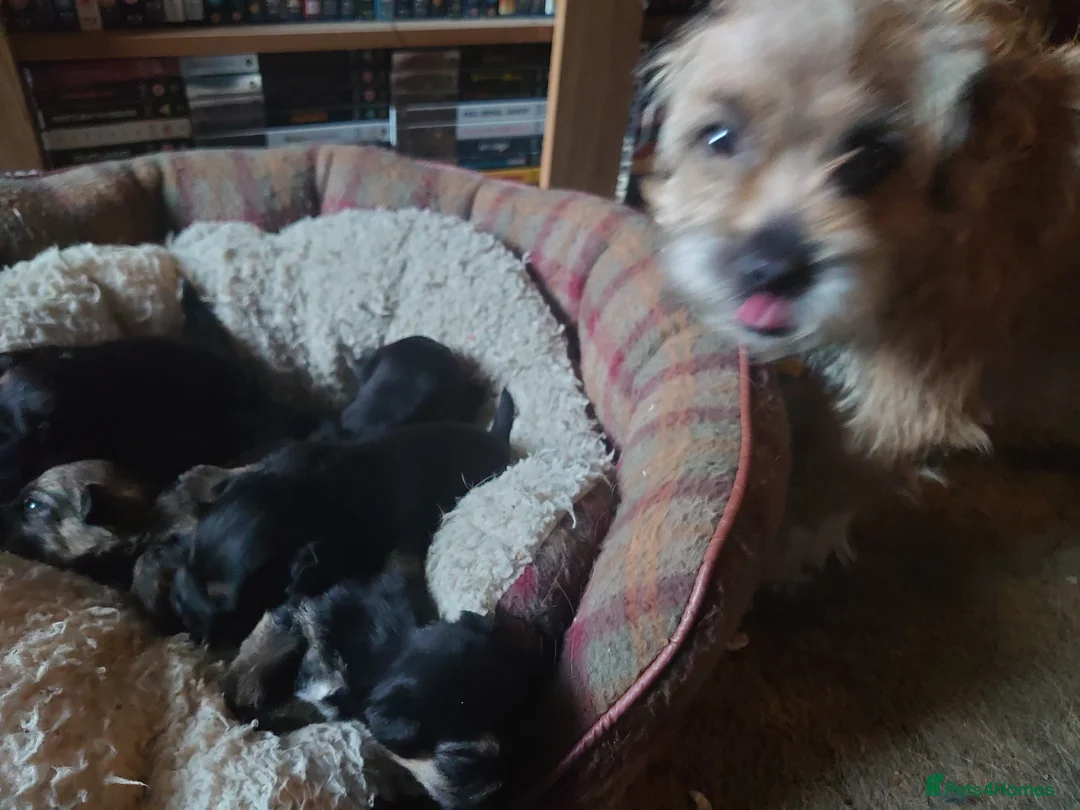 Border Terrier dogs for sale: 3 week old KC Border Terrier puppies for sale  - Advert 2