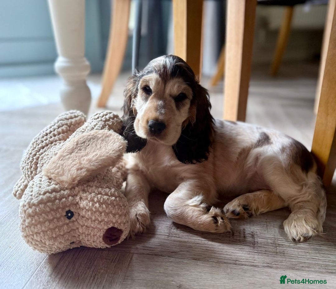 Cocker Spaniel dogs for sale: 4 Beautiful Puppies. KC Sable Show Cocker Puppies  - Image 16