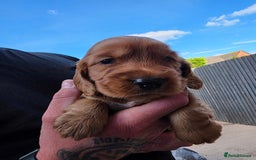 Cocker Spaniel dogs for sale: Cocker Spaniel puppies for sale - Image 4