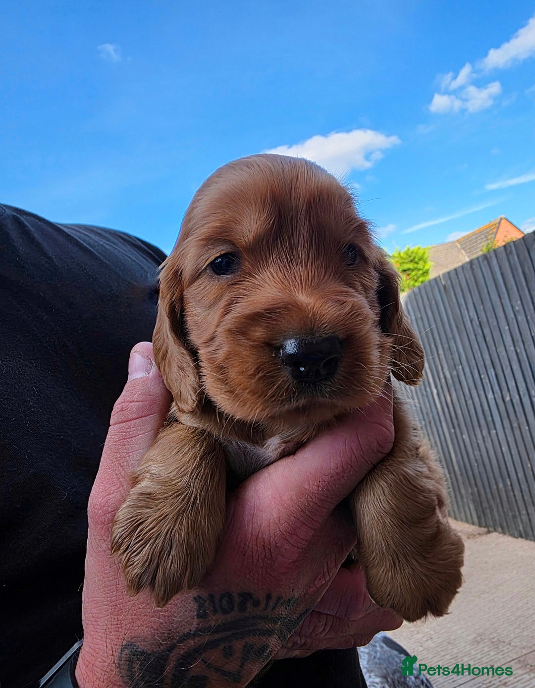 Cocker Spaniel dogs for sale: Cocker Spaniel puppies for sale - Image 4
