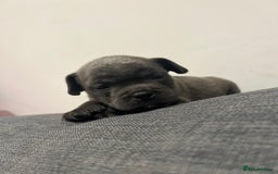 Mixed Breed dogs for sale: STUNNING UNIQUE PUPS 💙💗 - Image 27