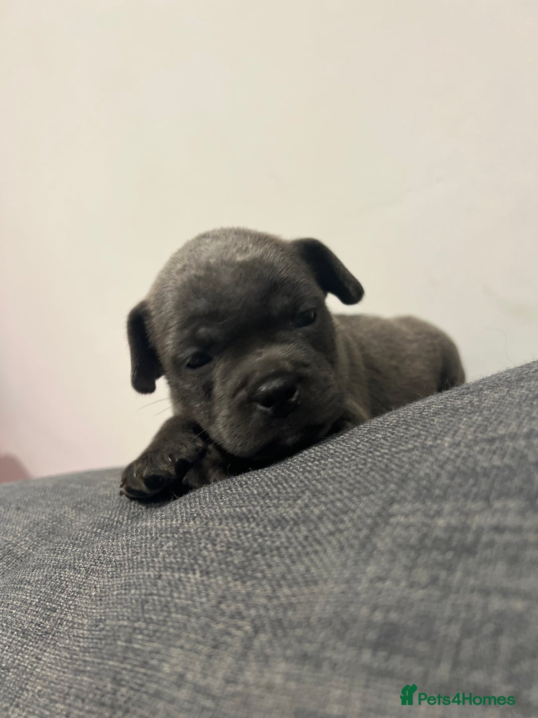 Mixed Breed dogs for sale: STUNNING UNIQUE PUPS 💙💗 - Image 27