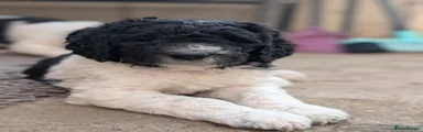 Po