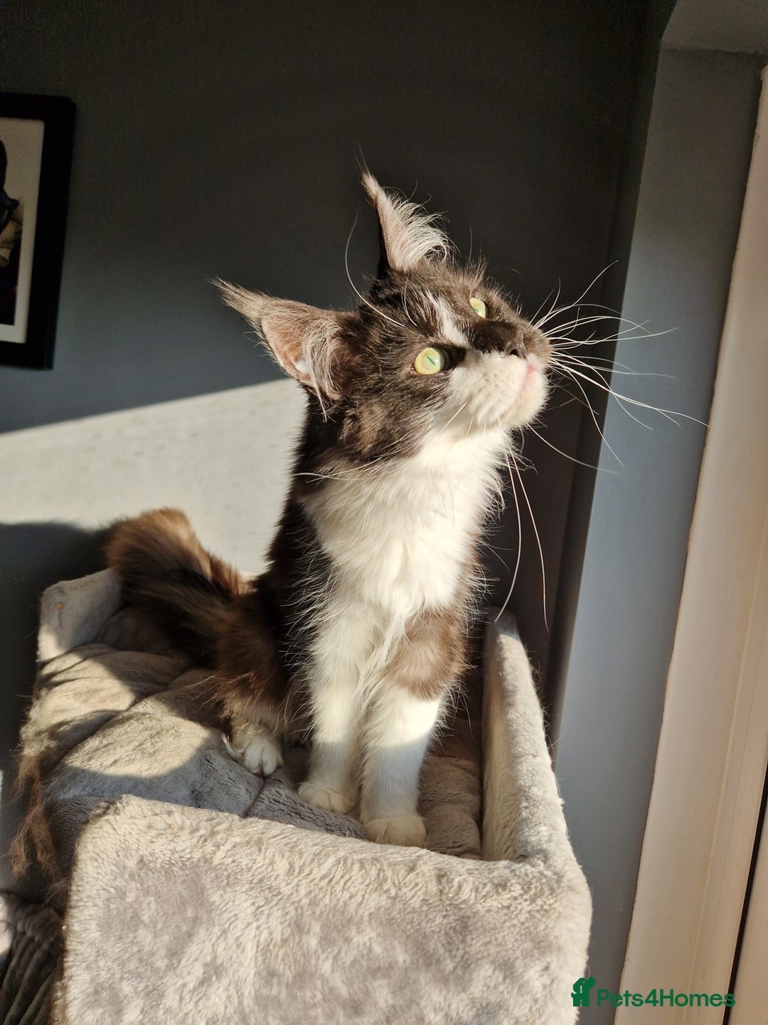 Maine Coon cats for sale: Black smoke and white entire queen maine coon - Image 3