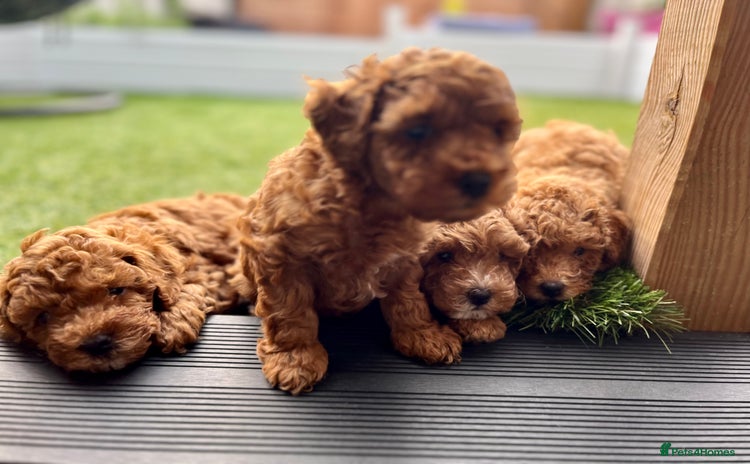 Toy Poodle dogs - Advert 2