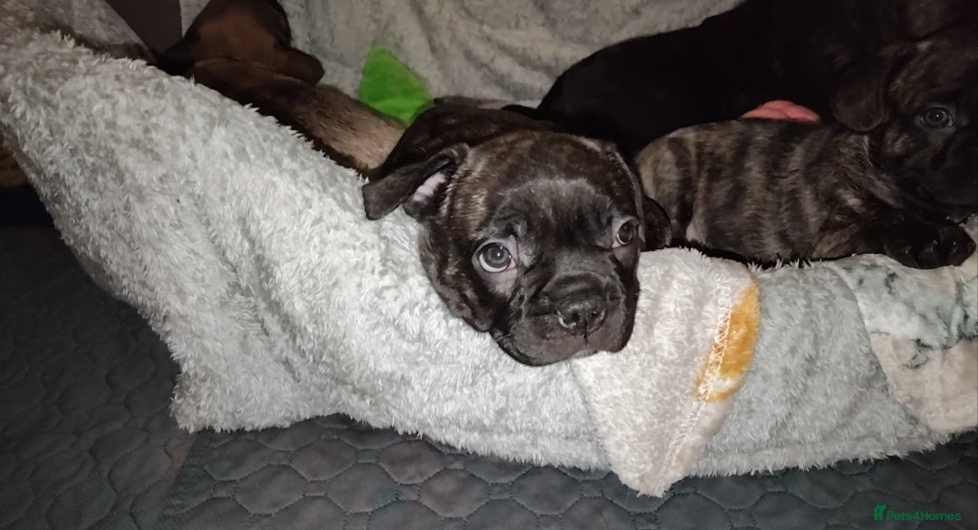 Mixed Breed dogs for sale: Male puppies Frenchie X  - Advert 3