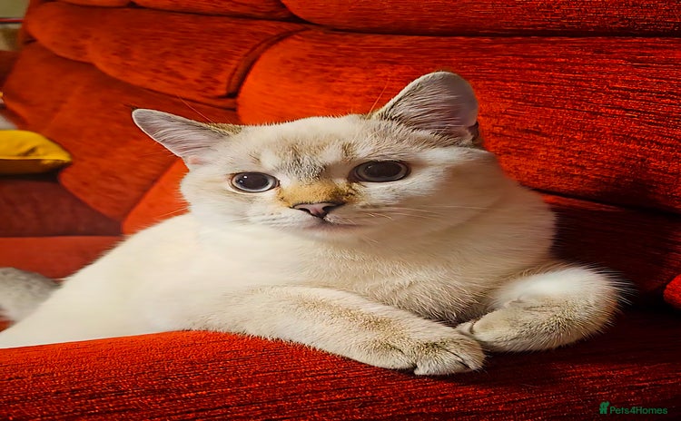 Scottish Fold cats - Advert 2