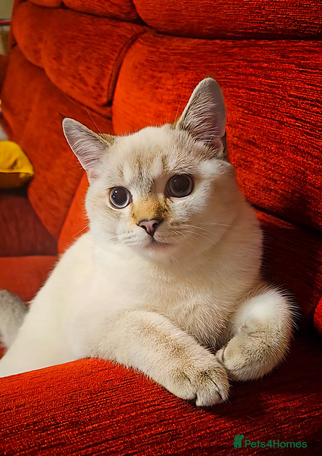 Scottish Fold cats for sale: 😻SF pedigree TICA 😸 BOTH for £1000😸 - Image 5