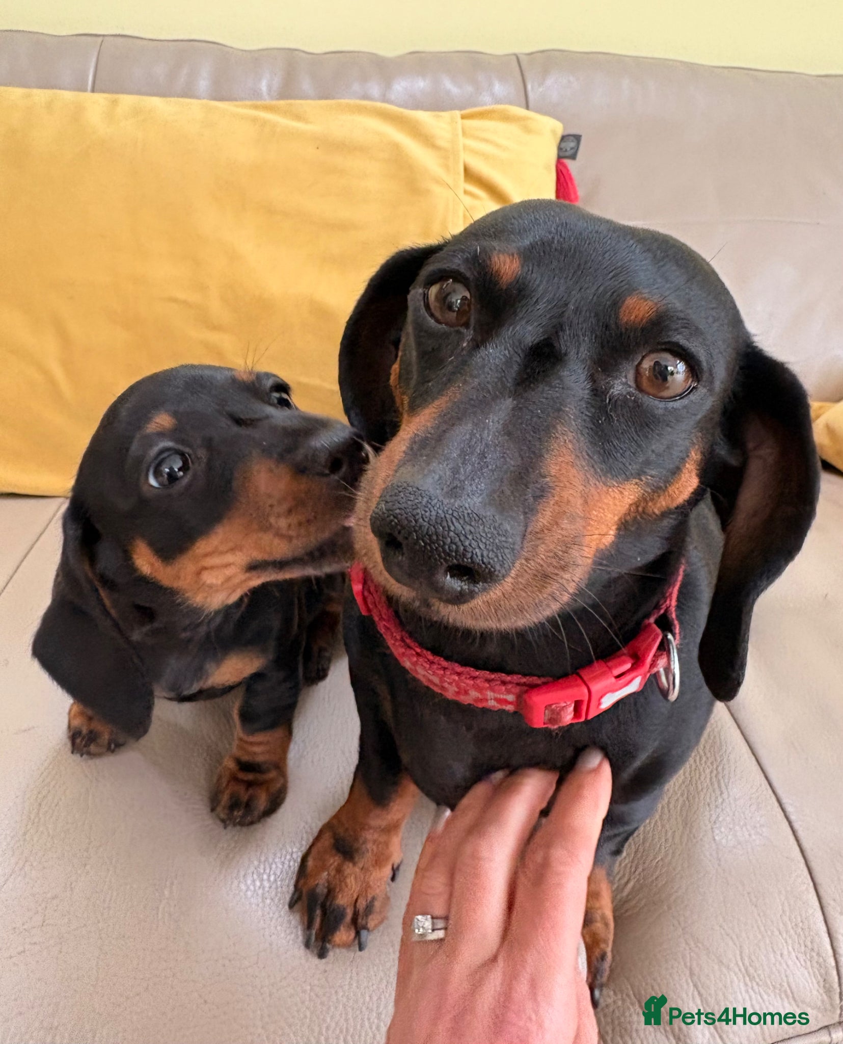 Miniature Dachshund dogs Baby Girl Mabel - Miniature Dachshund  - Advert 1