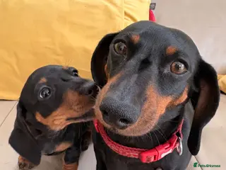 Miniature Dachshund dogs Baby Girl Mabel - Miniature Dachshund - Advert 1