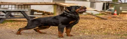 Rottweiler dogs for sale: Stunning chunky Rottweiler puppies - 6 boys  - Advert 5