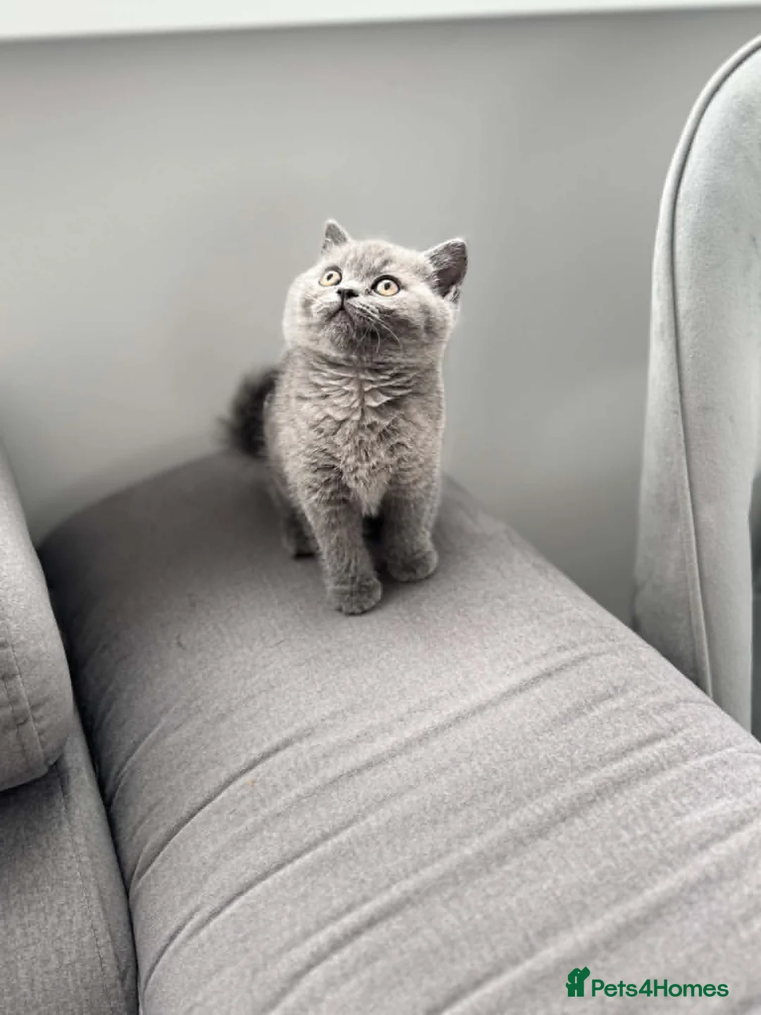 British Shorthair cats for sale: British shorthair kittens  - Advert 1