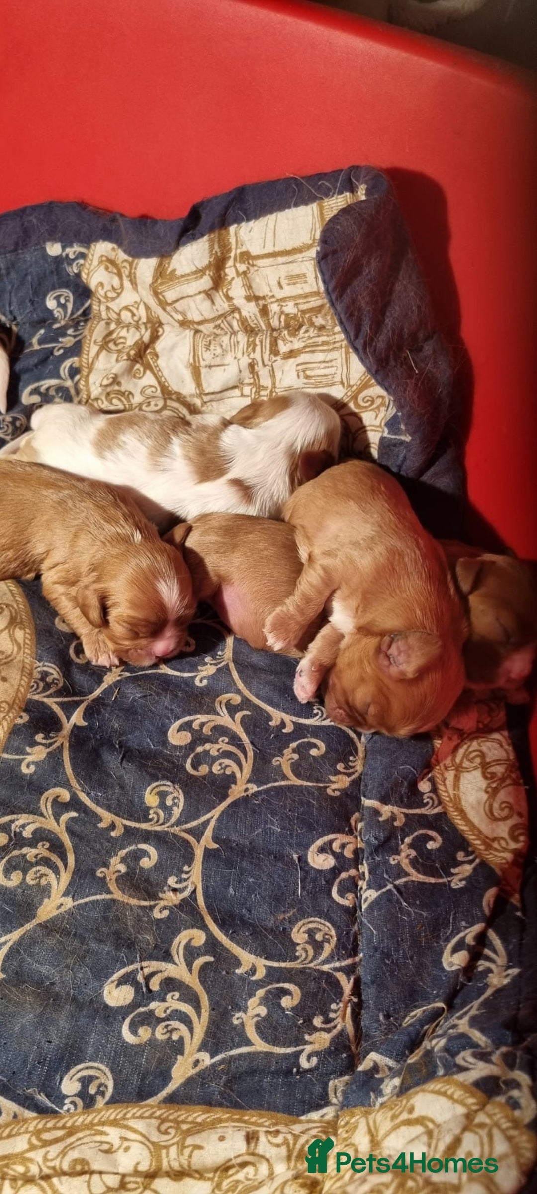 Cavalier King Charles Spaniel dogs for sale: Cavaliers King Charles spaniels - Image 7
