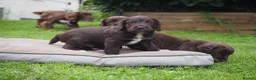 Cocker Spaniel dogs for sale: KC registered Working Cockers- Maesydderwen bred - Advert 12