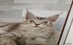 Maine Coon cats for sale: Maine coon kittens  - Image 15