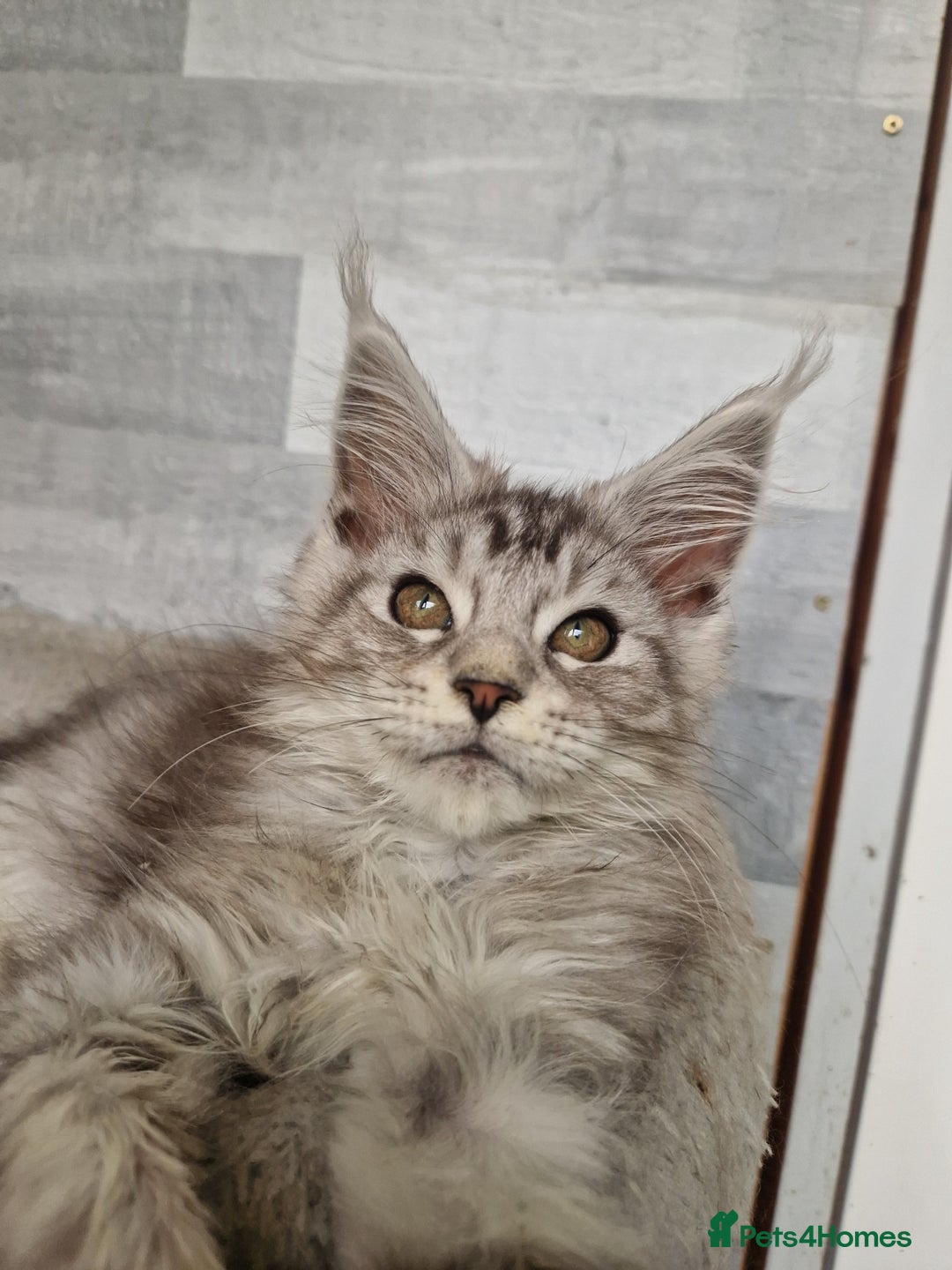 Maine Coon cats for sale: Maine coon kittens  - Image 15