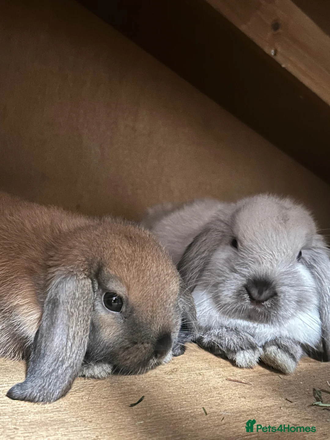 Mini Lop rabbits for sale: 2 Pure mini lops for sale  in Rochester - Advert 1