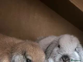 Mini Lop rabbits 2 Pure mini lops for sale - Advert 1