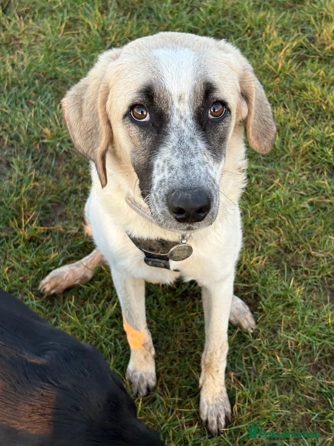 Mixed Breed dogs for adoption: Amara: Beautiful Soul Seeking a Family to Love - Advert 17