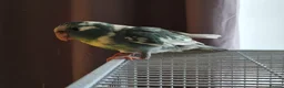 Parakeets birds for sale: Kakariki - Baby Kakariki - Ready now - Kakarikis - Advert 4