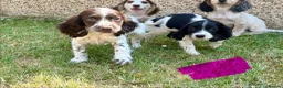 Cocker Spaniel dogs for sale: Cocker spaniel puppies in Llanelli - Advert 11