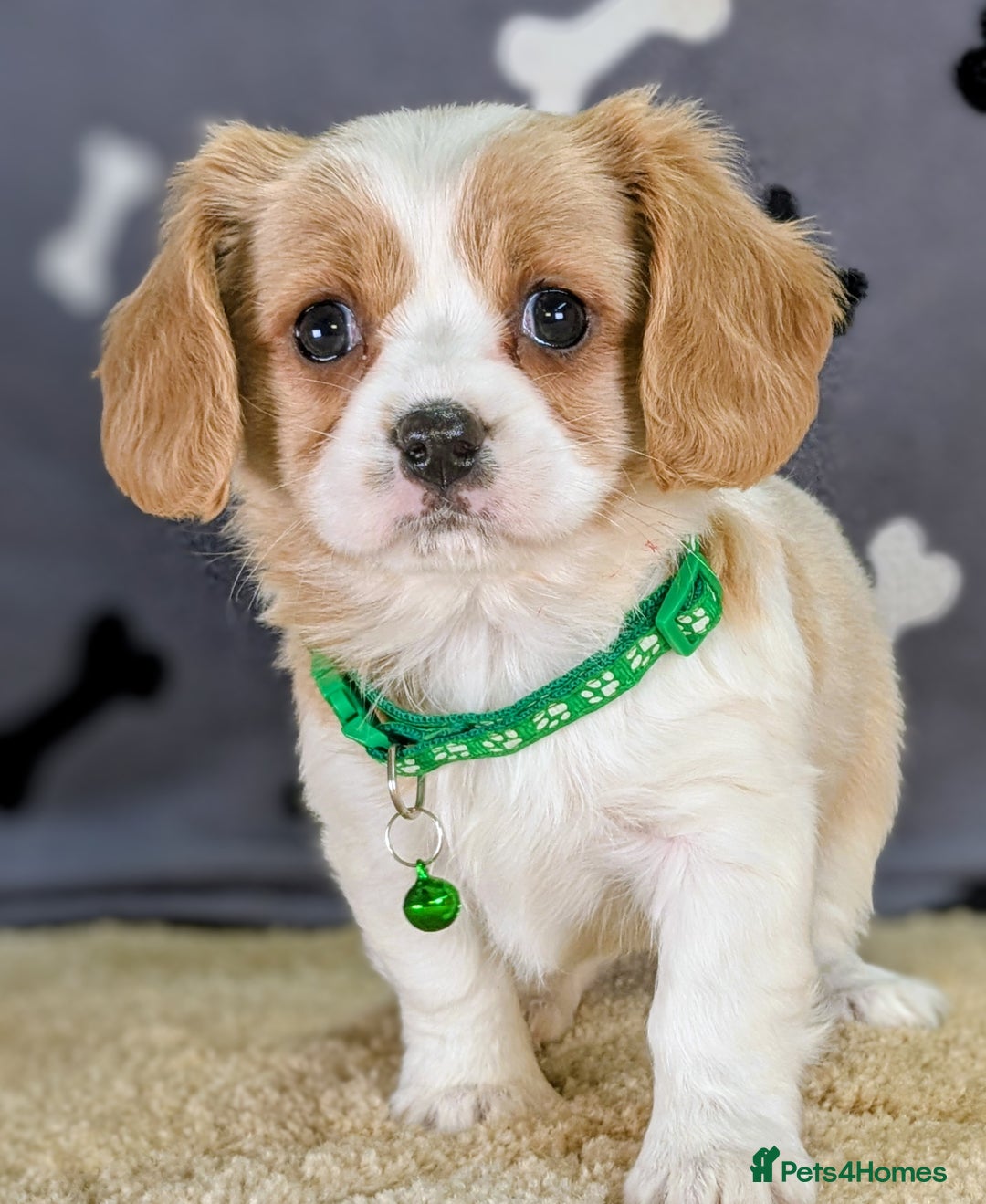 Cavachon dogs for sale: Adorable F1B Cavachon Puppies  - Advert 2