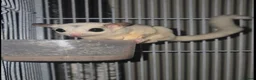 Sugar Glider rodents for sale: 🎀 Three Beautiful Girl Sugar Gliders - Advert 1