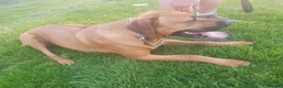 Rhodesian Ridgeback dogs for stud: Champion Bloodline Experienced Ridgeback Stud - Advert 5