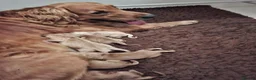 Golden Retriever dogs for sale: KC registered golden retriever pups  - Advert 8
