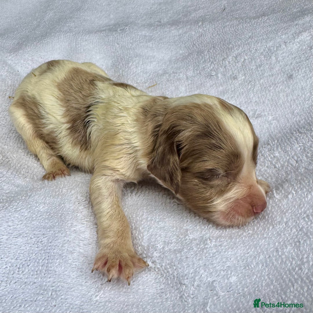 Sprocker dogs for sale: Merle, Chocolate & white spaniels  - Image 6