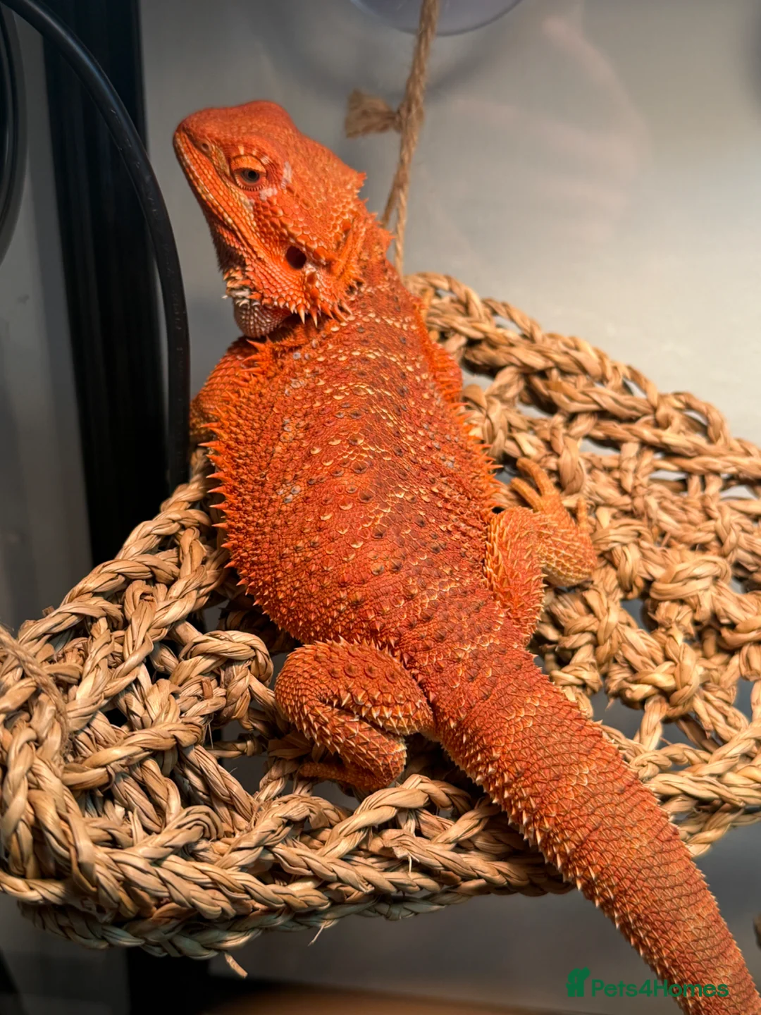 Bearded Dragon reptiles for sale: red bearded dragon for sale - Advert 2