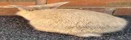 Mini Lop rabbits for sale: STINNING PURE BREED MINI LOPS AMAZING COLOURS - Advert 4