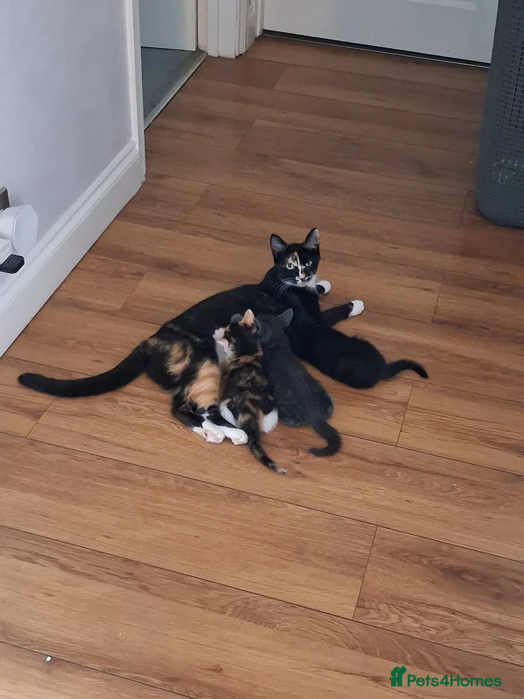 Mixed Breed cats for adoption: Woody for adoption - Advert 4