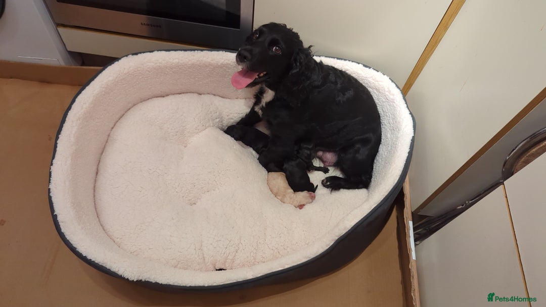 Cocker Spaniel dogs for sale: Working Cocker Spaniel puppies - Advert 28