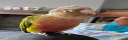 Conures birds for sale: Green cheek conure with cage and toys in Holmfirth - Advert 1