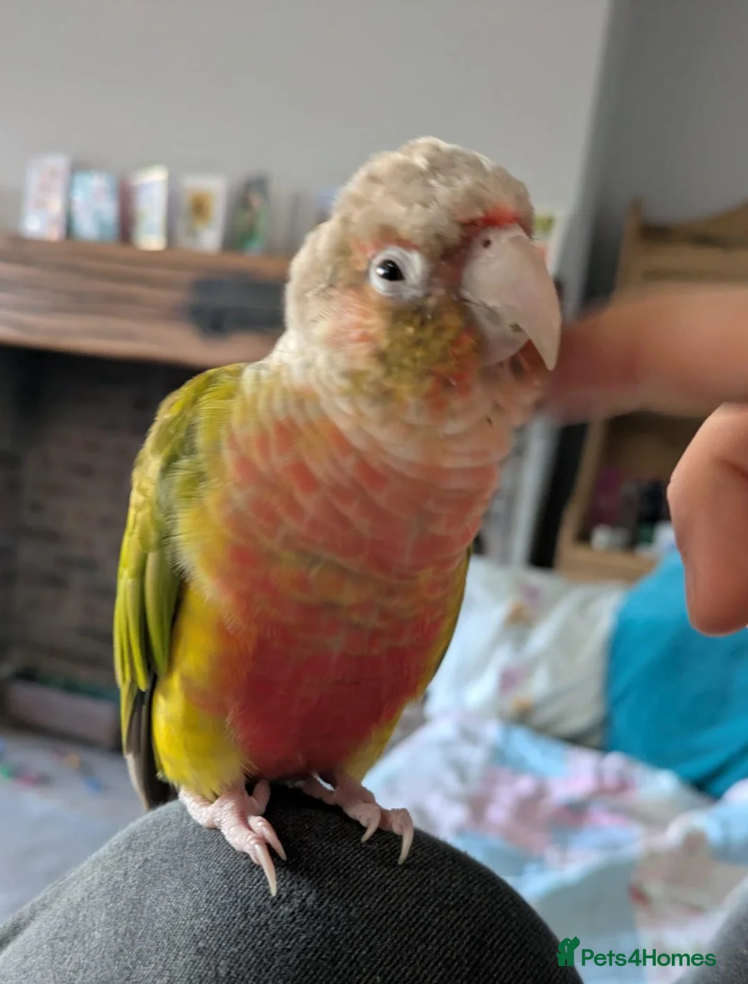 Conures birds for sale: Green cheek conure with cage and toys in Holmfirth - Advert 1