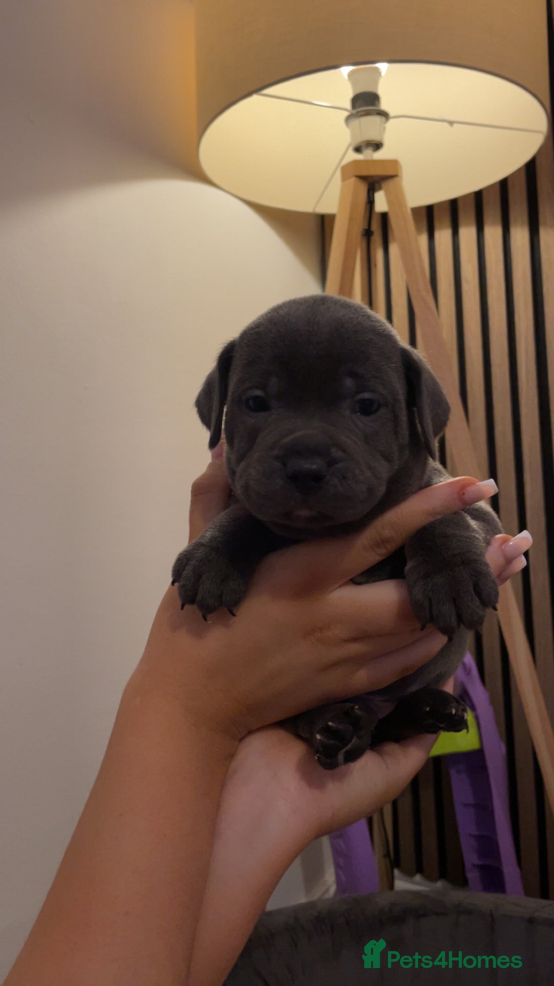 Staffordshire Bull Terrier dogs for sale: Beautiful Staffy puppies ready for a great home - Advert 5