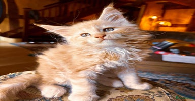 Maine Coon cats - Advert 2